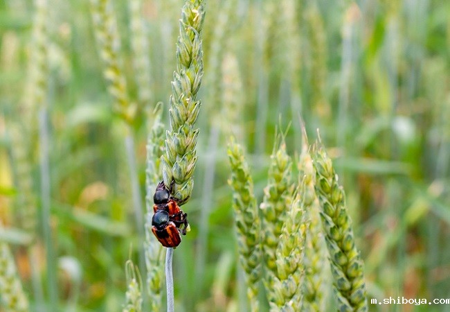 自动虫情测报灯厂家价格