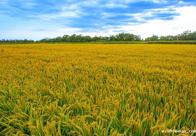 水稻病虫害18LUCK官网