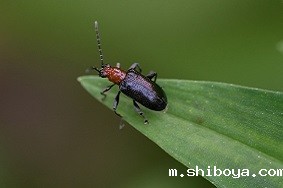 虫情测报灯的使用目的