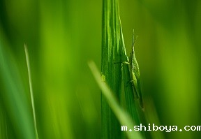 虫情测报灯的使用原理