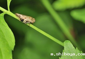 虫情测报灯的使用方法