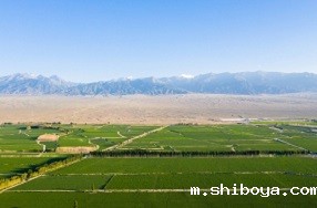 天长市：应用太阳能杀虫灯，防治田间虫害