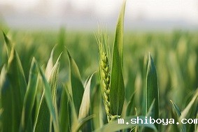 绿色防控设备，让河北麦田更绿！