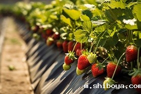 800余台太阳能杀虫灯，走进汶川！