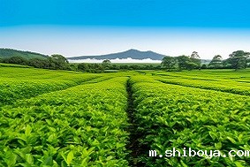 太阳能杀虫灯的杀虫原理