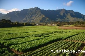 太阳能杀虫灯多少钱一台