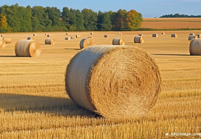 秸秆.jpg