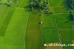 浙江：创新投融资模式 赋能高标准农田建设