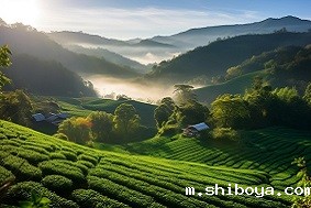 茶园智能虫情测报灯介绍