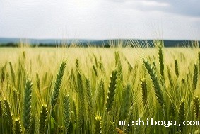 高标准农田建设标准及其重要性