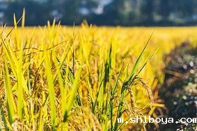 水稻病虫害防治介绍