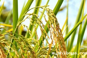 水稻病虫害应该如何防治