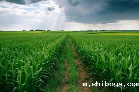 什么是高标准农田？