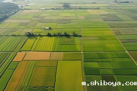 高标准农田特征有哪些