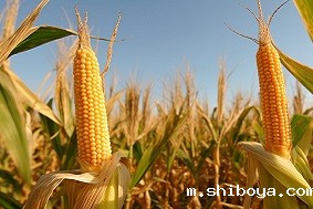 病虫害监测预警系统的重要意义