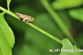 频振式杀虫灯优势介绍