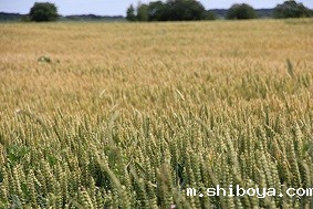 高标准农田建设意义