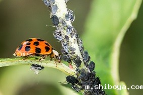 智能虫情测报系统组成部分介绍