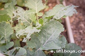 智能虫情测报系统应用领域