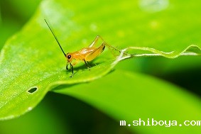 太阳能虫情测报灯介绍