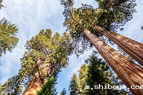 松材线虫分离器：价格与效益兼得的18LUCK官网