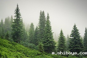 松材线虫分离器厂家怎么选