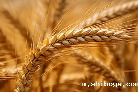 什么是高标准农田，它是如何建设的？