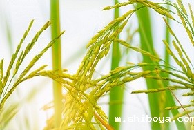 水稻常见病虫害的防治方法