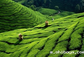 建设智慧茶园需要注意什么？