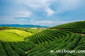 智慧茶园管理系统介绍