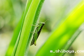 太阳能虫情测报灯优势介绍