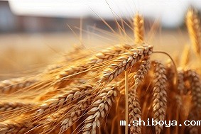 物联网虫情测报灯应用领域介绍