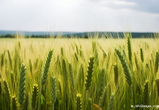 麦田 (2).jpg