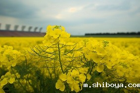 智能孢子捕捉仪介绍