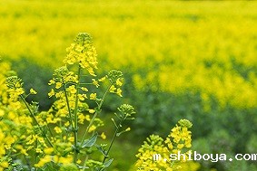 如何选择适合的智能孢子捕捉仪厂家