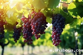 智慧果园建设方案介绍