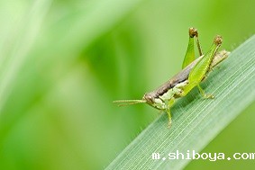 太阳能虫情测报灯特点介绍