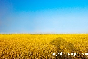 自动虫情测报灯介绍