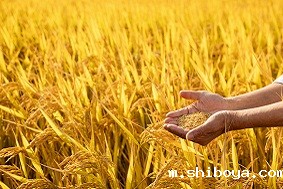 水稻病虫害防治方案有哪些优势