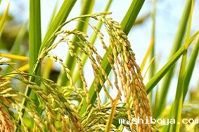 水稻病虫害防治需要注意什么