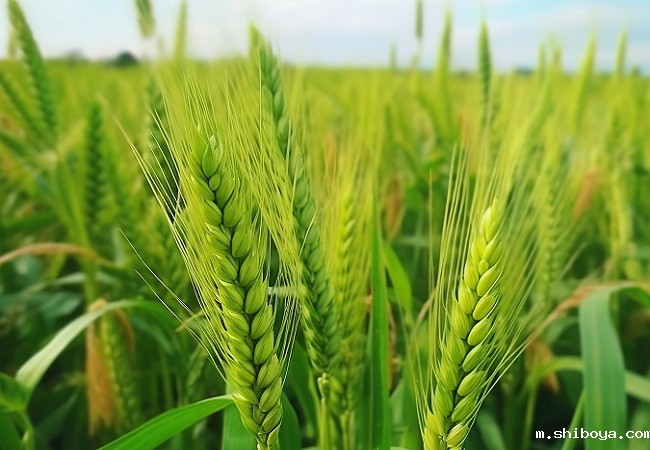 小麦.jpg