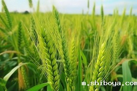 小麦赤霉病监测系统特点介绍