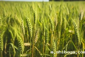 小麦赤霉病监测系统组成部分介绍