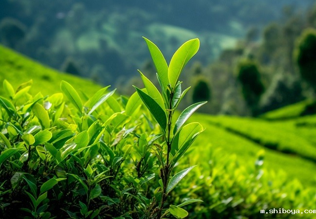 智慧茶园：实现茶产业的现代化升级