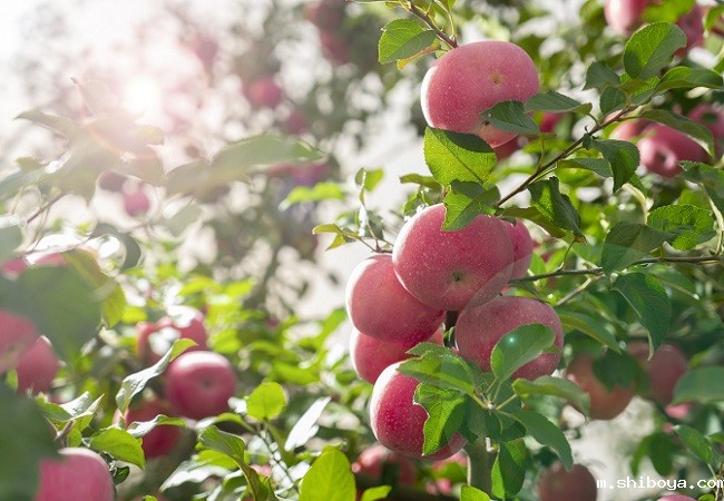 智慧果园系统介绍：推动农业智能化的未来