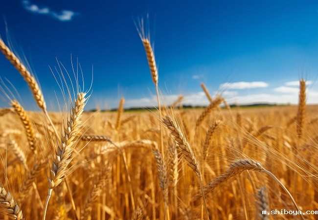 小麦条锈病监测系统特点介绍