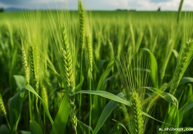 智能孢子捕捉仪价格多少