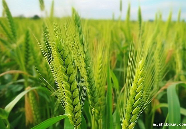 智能孢子捕捉仪优势介绍
