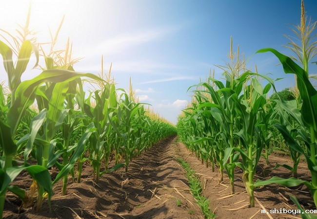 玉米大斑病监测系统：助力农业生产的科技新利器