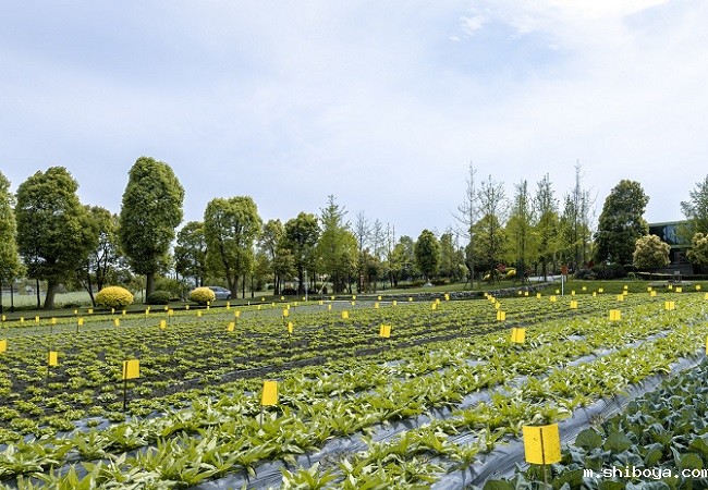 风吸式太阳能杀虫灯优势介绍
